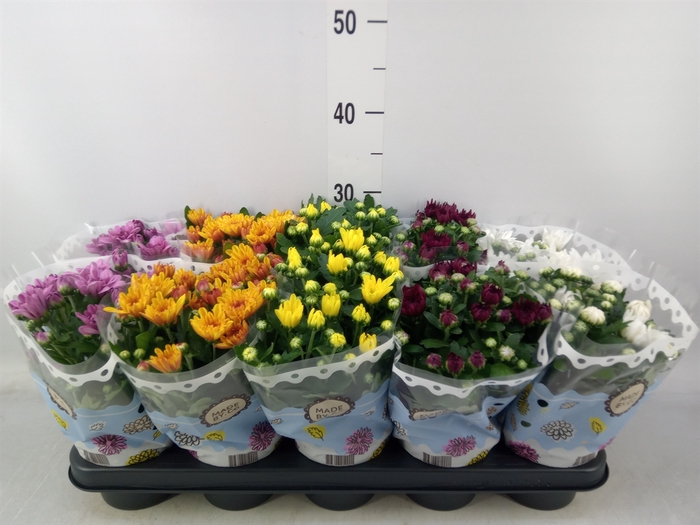 <h4>Chrysanthemum   ..rosebud mix</h4>