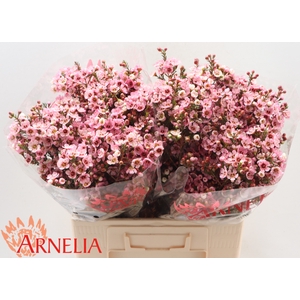 Chamelaucium Sarah's Delight