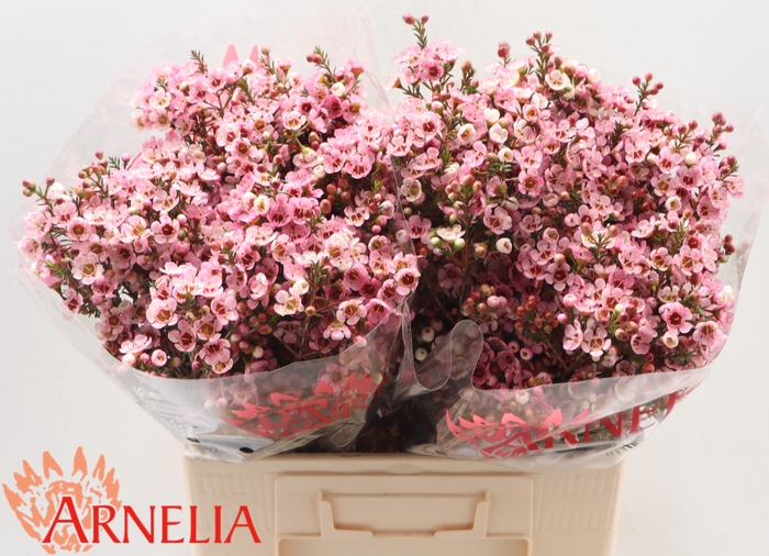 <h4>Chamelaucium Sarah's Delight</h4>