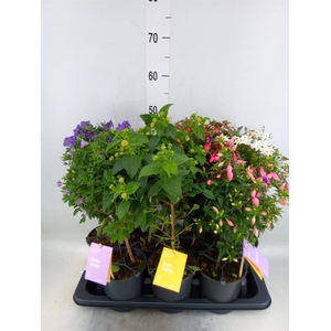 Kuipplanten   ...mix        [Patio]