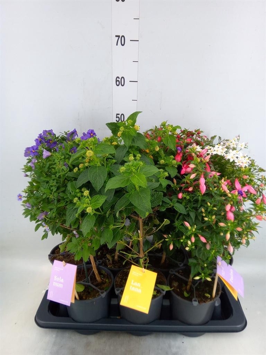 <h4>Kuipplanten   ...mix        [Patio]</h4>