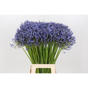 Agapanthus Blue Giant