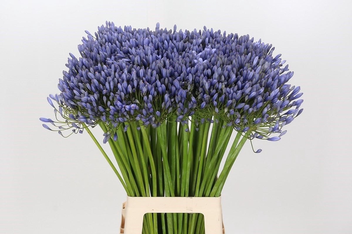 <h4>Agapanthus Blue Giant</h4>
