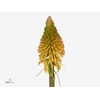 Kniphofia Happy Halloween Velt