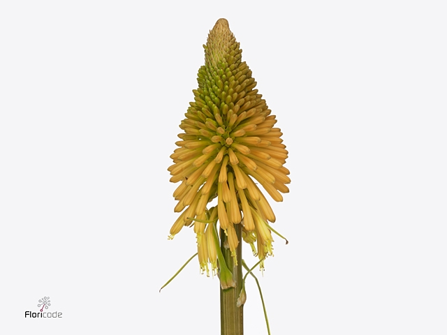 Kniphofia Happy Halloween Velt