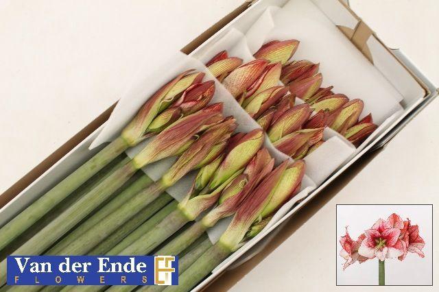 <h4>HIPP GA SHOWMASTER</h4>