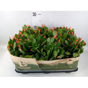 Rhipsalidopsis   ...