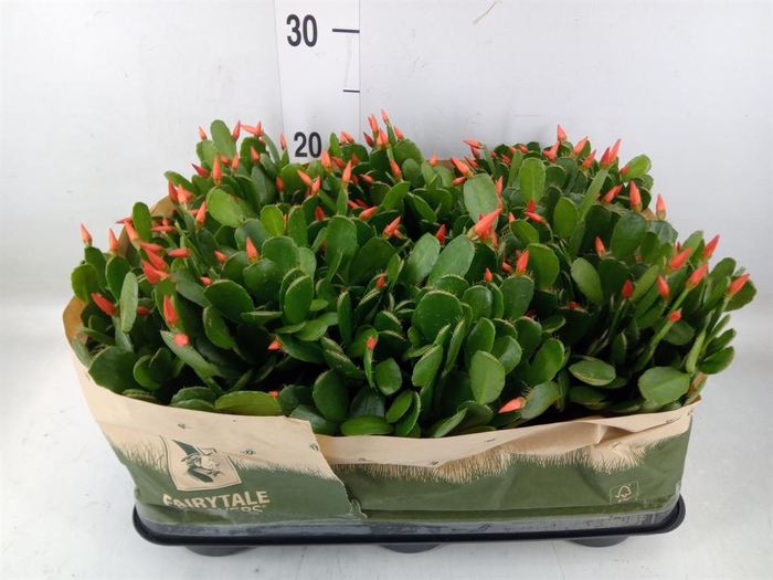 <h4>Rhipsalidopsis   ...</h4>