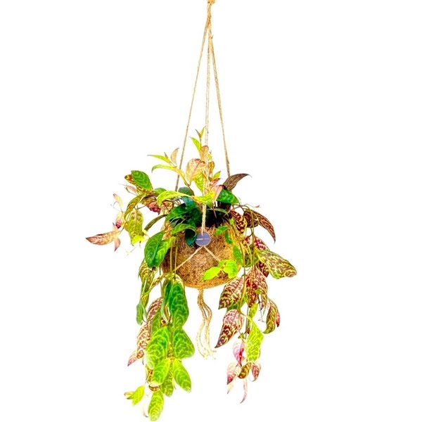 <h4>Kokodama Aeschynanthus Hang</h4>