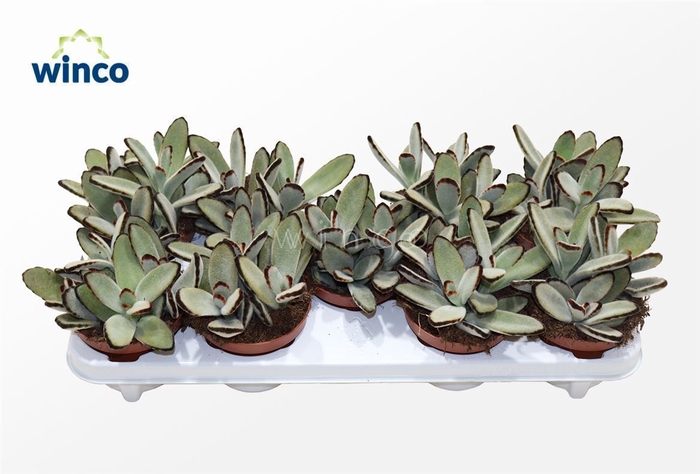 <h4>Kalanchoe Tomentosa Jumbo</h4>