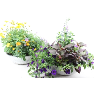 arr4 Outdoor AL - Perkplant mix zink 36cm