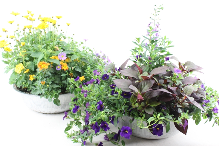 <h4>arr4 Outdoor AL - Perkplant mix zink 36cm</h4>