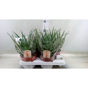 Aloe arborescens