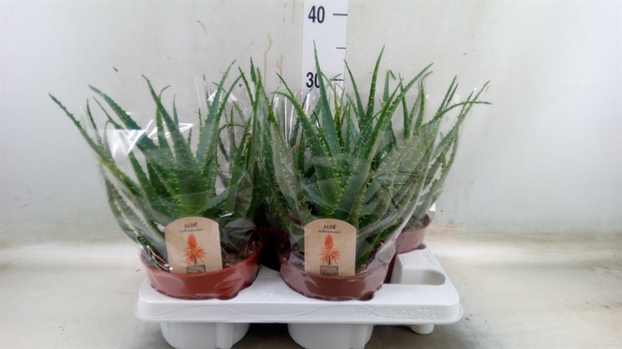 <h4>Aloe arborescens</h4>
