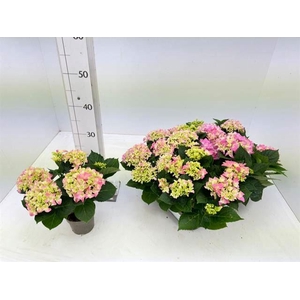 Hydrangea mac. 'Early'
