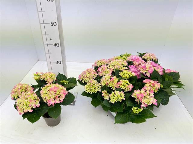 <h4>Hydrangea mac. 'Early'</h4>