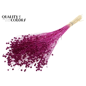 Lino Vlas per bunch in poly Intense Lilac