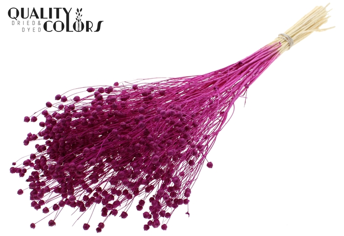 <h4>Lino Vlas per bunch in poly Intense Lilac</h4>