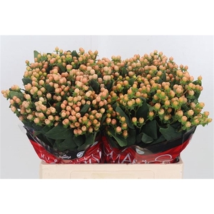 Hypericum Mellow Romance