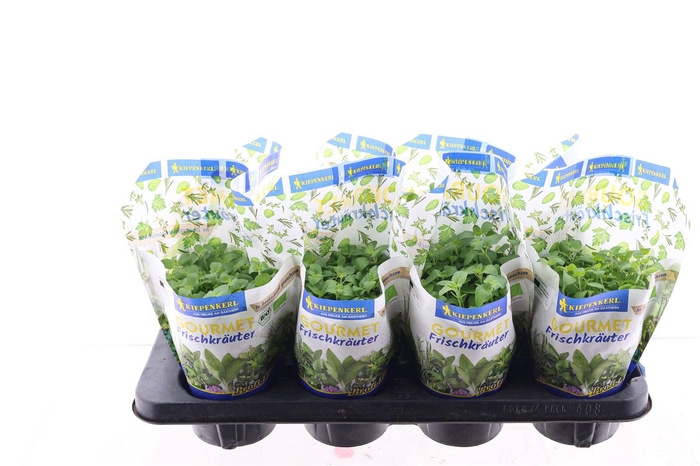 <h4>Origanum</h4>
