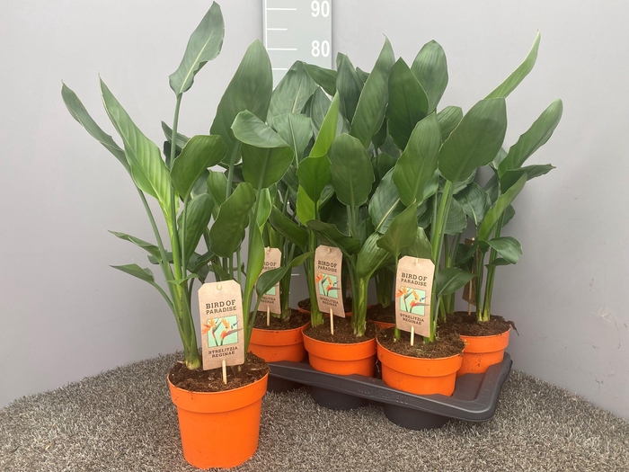 <h4>Strelitzia reginae p17</h4>