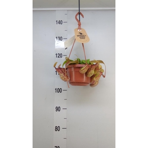 Nepenthes    ...