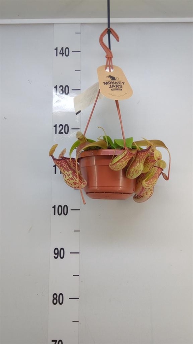 <h4>Nepenthes    ...</h4>