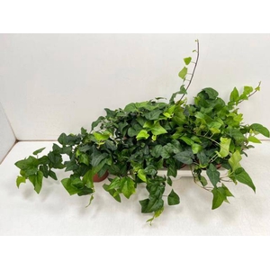 Hedera helix Mein Herz 13Ø 30cm