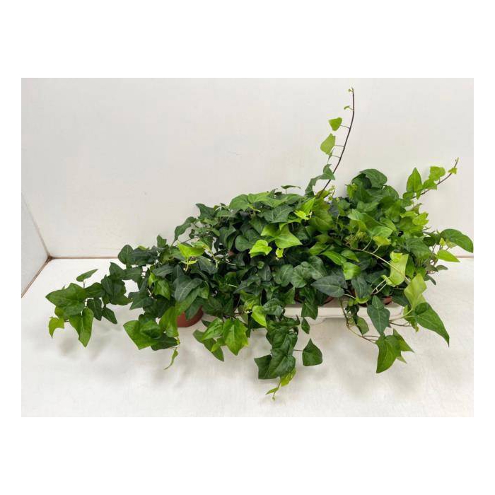 <h4>Hedera helix Mein Herz 13Ø 30cm</h4>