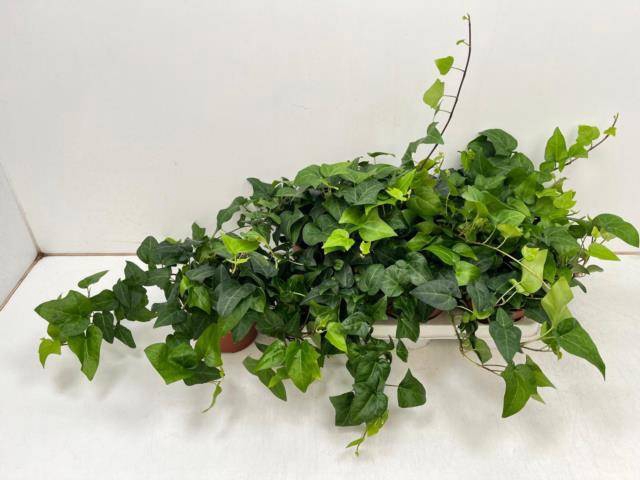 Hedera helix Mein Herz 13Ø 30cm