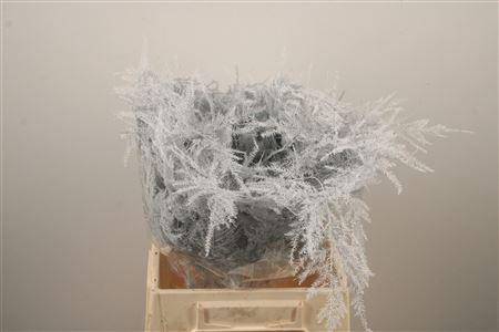 <h4>Asp Klb White</h4>