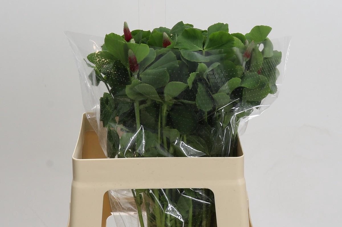 <h4>Trifolium Purpureum</h4>