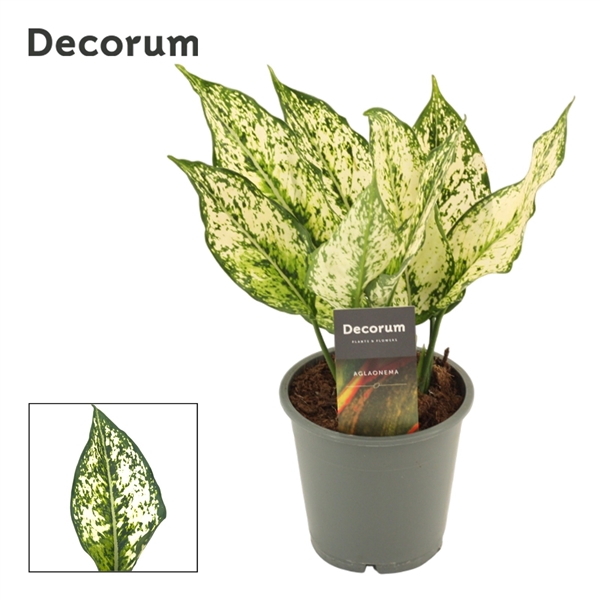 <h4>Aglaonema White Diamond 12 cm (Decorum)</h4>