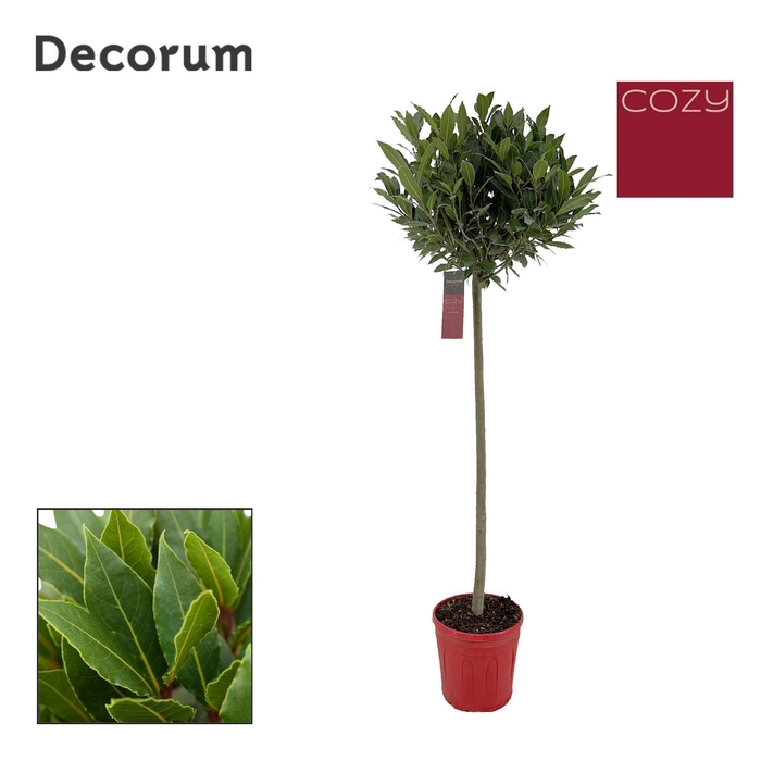 <h4>Laurus nobilis Bol op stam</h4>