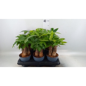 Pachira aquatica
