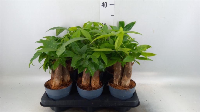 <h4>Pachira aquatica</h4>