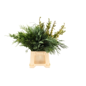 Conifeer Mix (5 Bos Per Emmer)