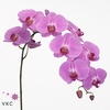 Phal Happy Valentina x 45