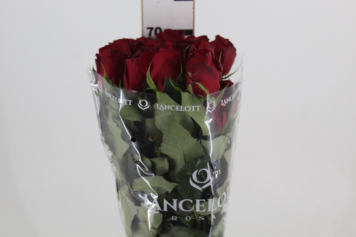 ROSA FREEDOM 070 CM ESTUFA