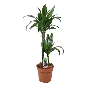 Dracaena Janet Craig 45-15