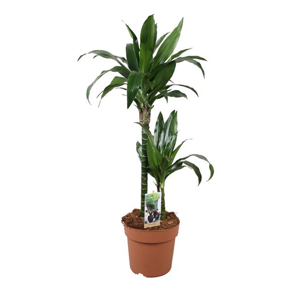 <h4>Dracaena Janet Craig 45-15</h4>