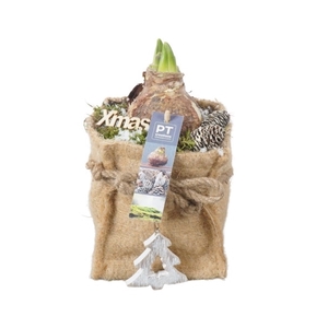 PTACH8277 Arrangement Amaryllis Kerst in jute zak