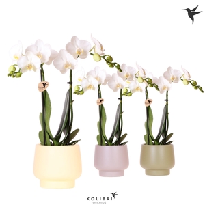 Kolibri Orchids Phalaenopsis white 2 spike in Scandic pot mix