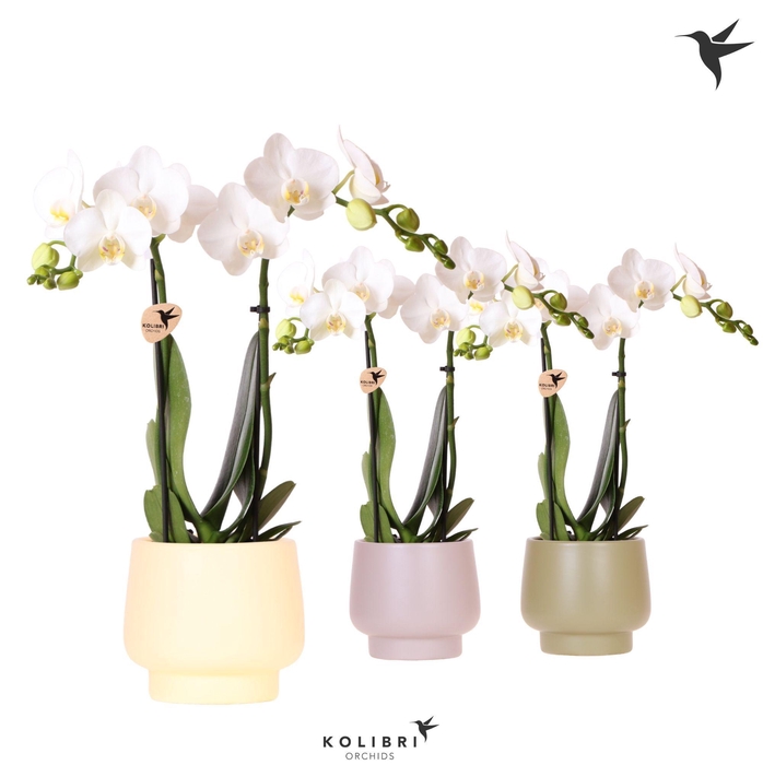 <h4>Kolibri Orchids Phalaenopsis white 2 spike in Scandic pot mix</h4>