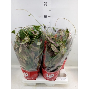 Aeschynanthus marmoratus