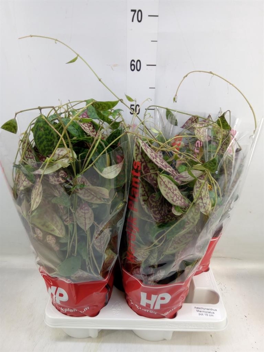 <h4>Aeschynanthus marmoratus</h4>