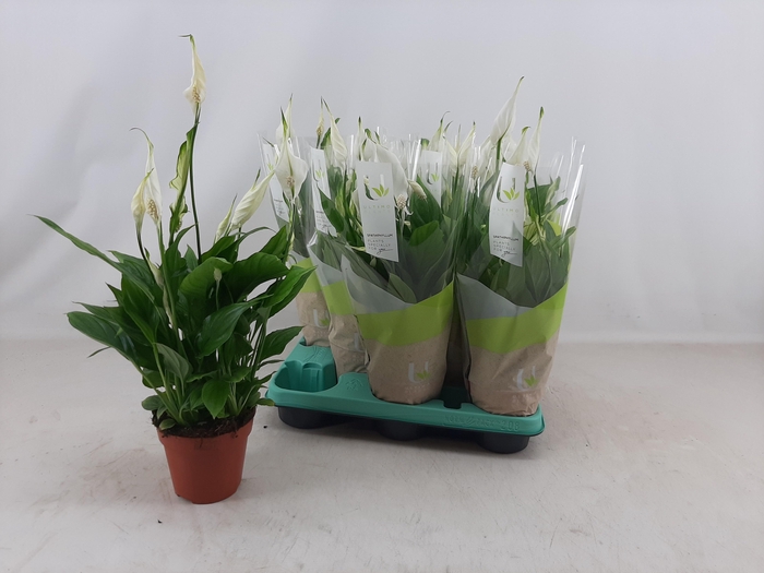 <h4>SPATH TORELLI</h4>