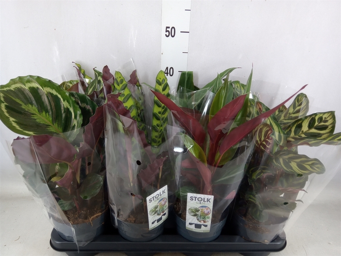 <h4>Calathea   ...mix 4</h4>