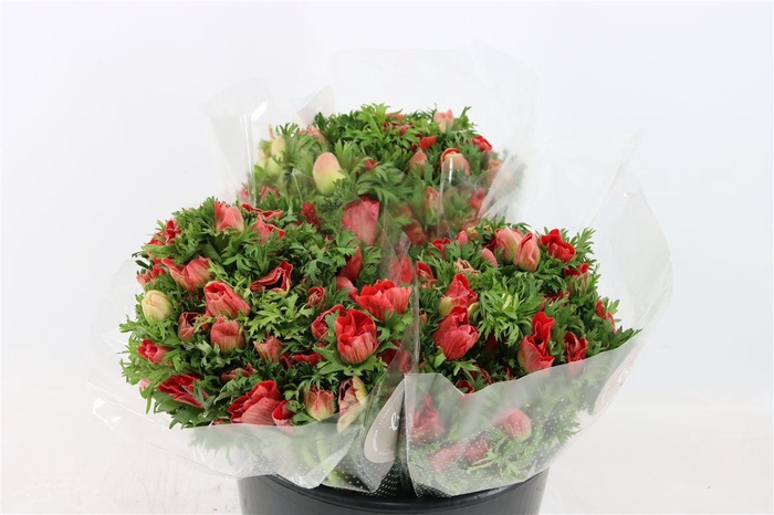 <h4>Anem Marianne Red</h4>