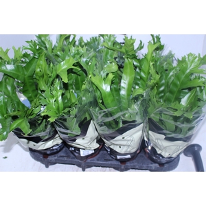 ASPLENIUM CRISSIE P15